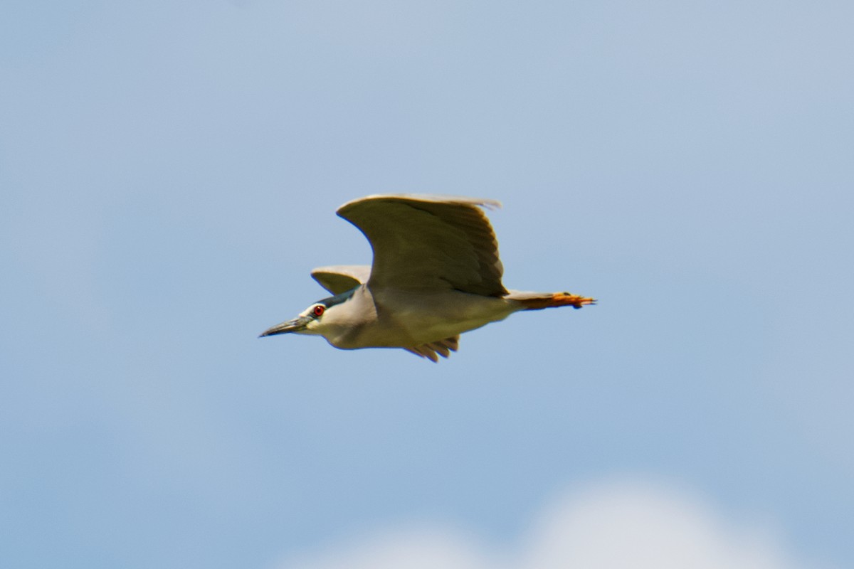 Black-crowned Night Heron - Igor Samokhin