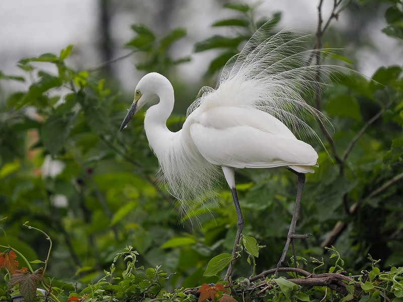 Medium Egret - Osamu Murakami