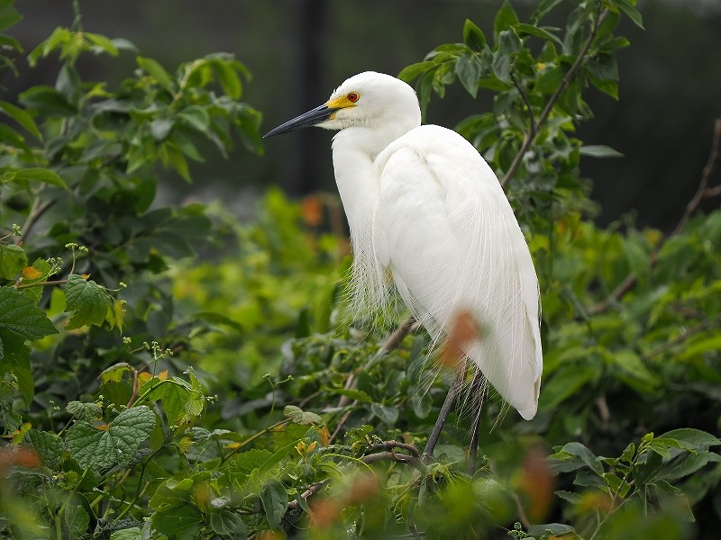 Medium Egret - Osamu Murakami