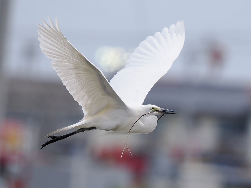 Medium Egret - Osamu Murakami