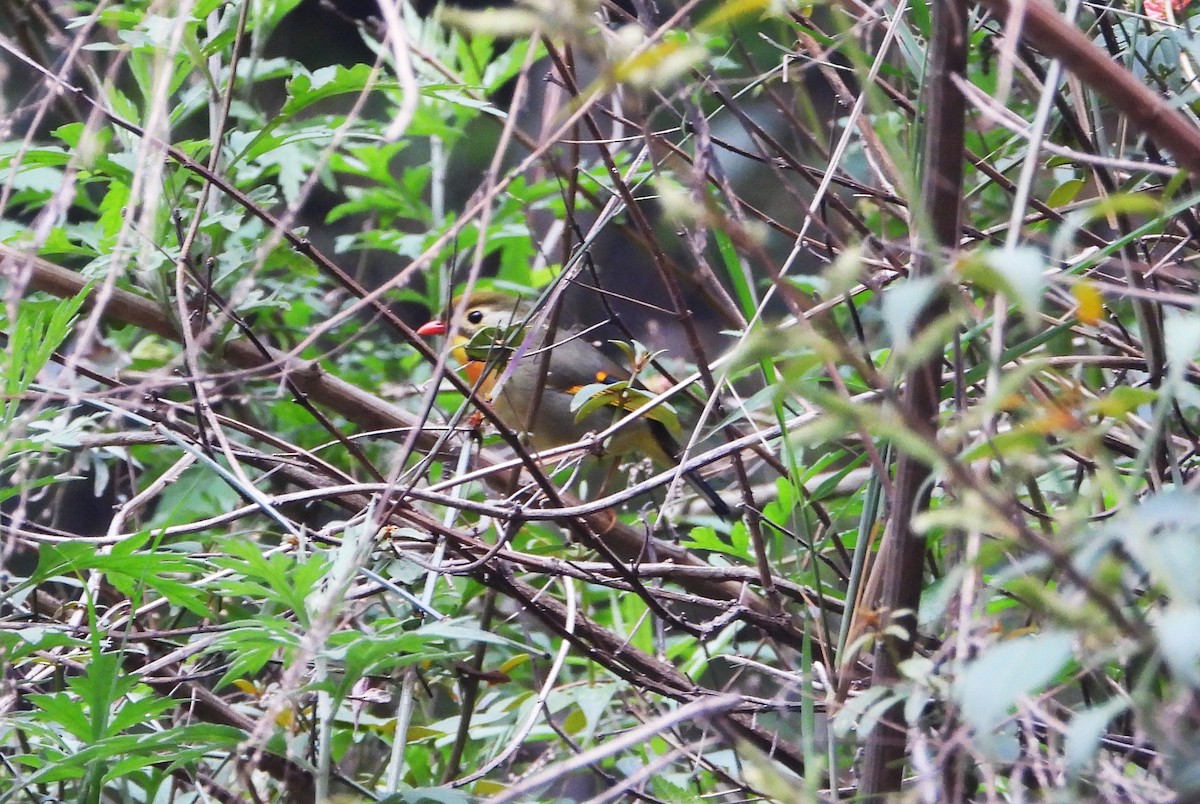 Red-billed Leiothrix - Jageshwer verma