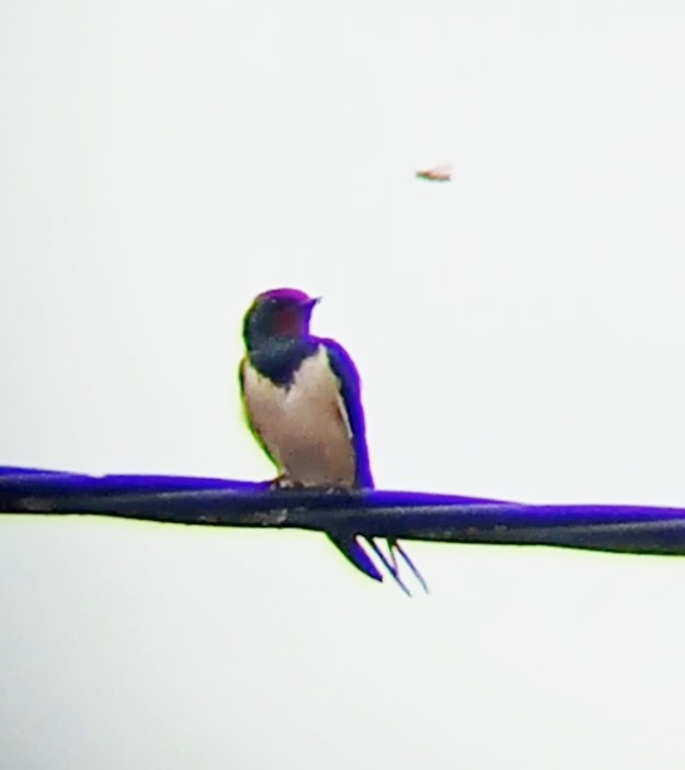 Barn Swallow - Laurent Pascual-Le Tallec