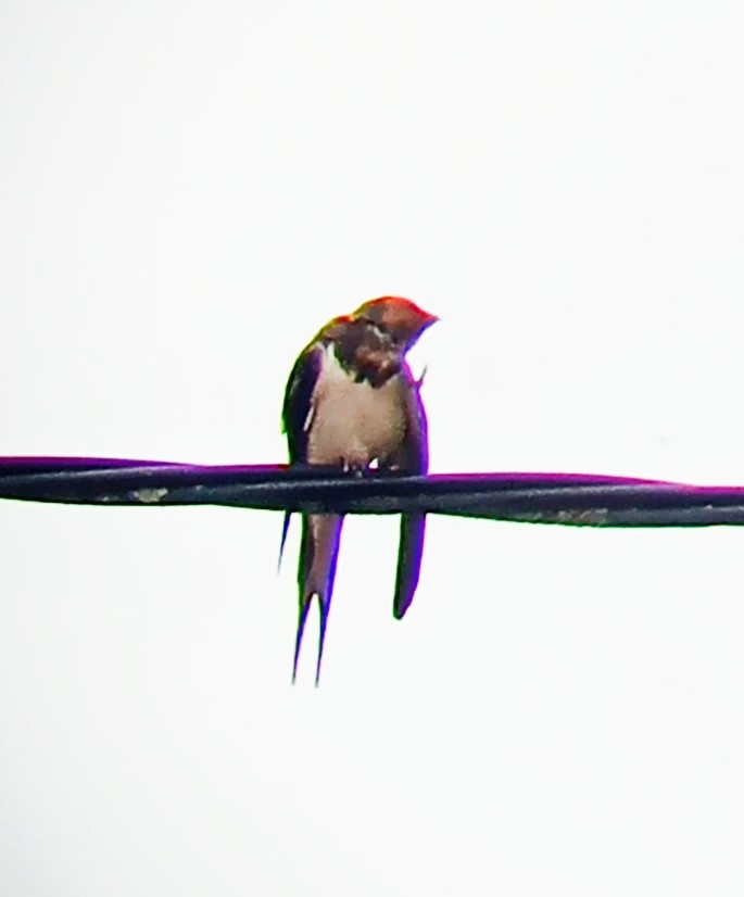 Barn Swallow - Laurent Pascual-Le Tallec