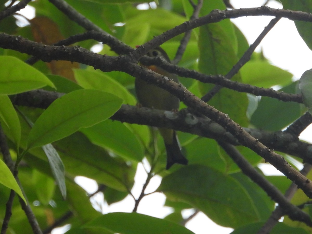 Red-billed Leiothrix - ML619433435