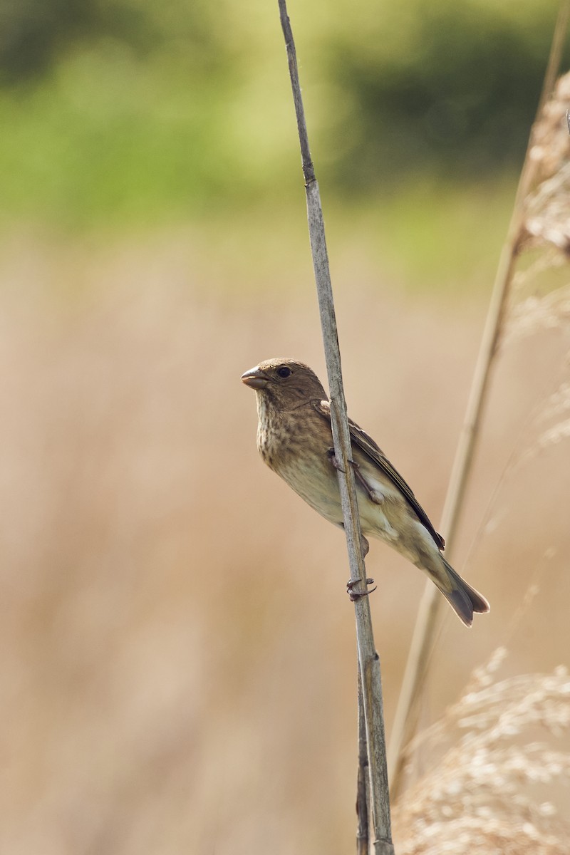 Common Rosefinch - Monika Kolodziej