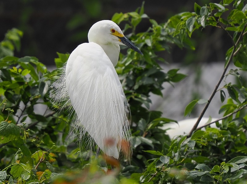 Medium Egret - Osamu Murakami