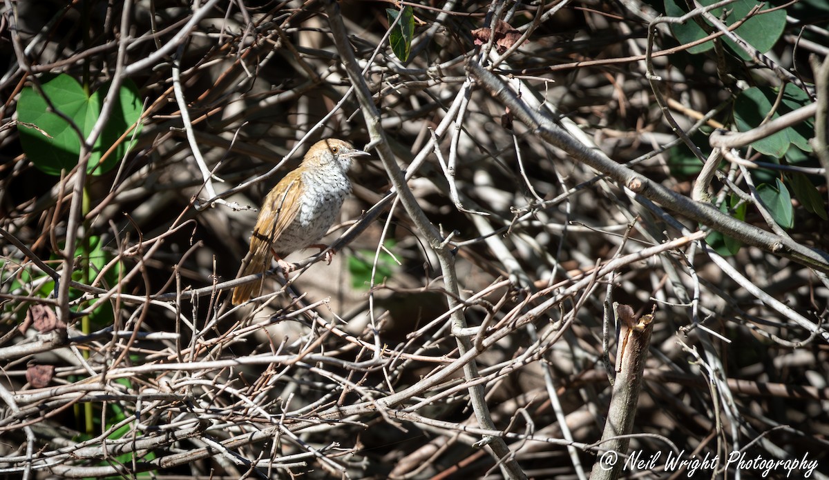 Stierling's Wren-Warbler - Neil Wright