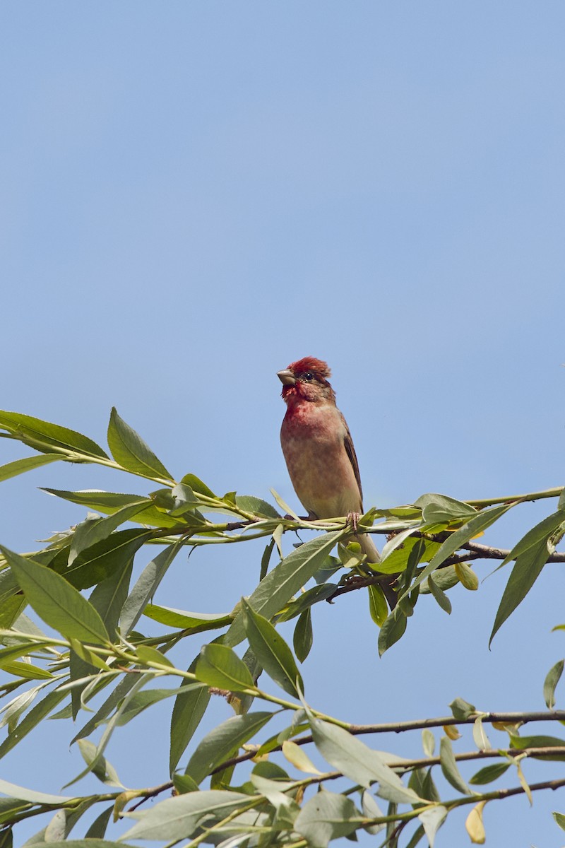 Common Rosefinch - Monika Kolodziej