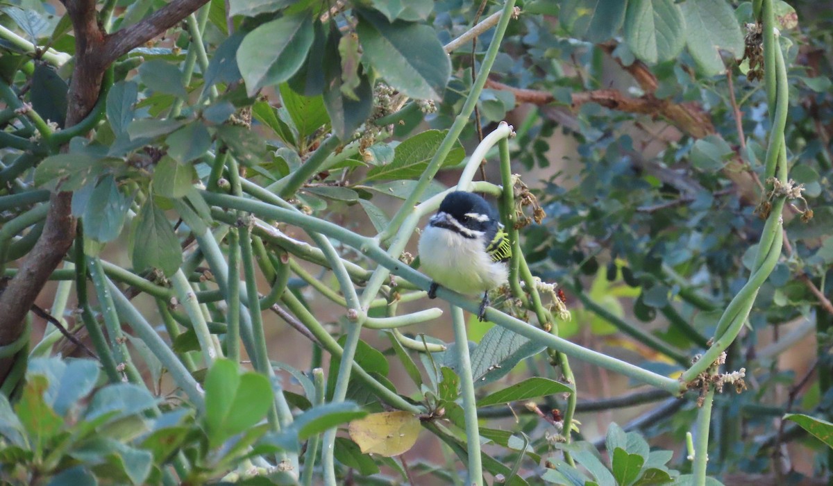 Yellow-rumped Tinkerbird - Nicholas Fordyce - Birding Africa