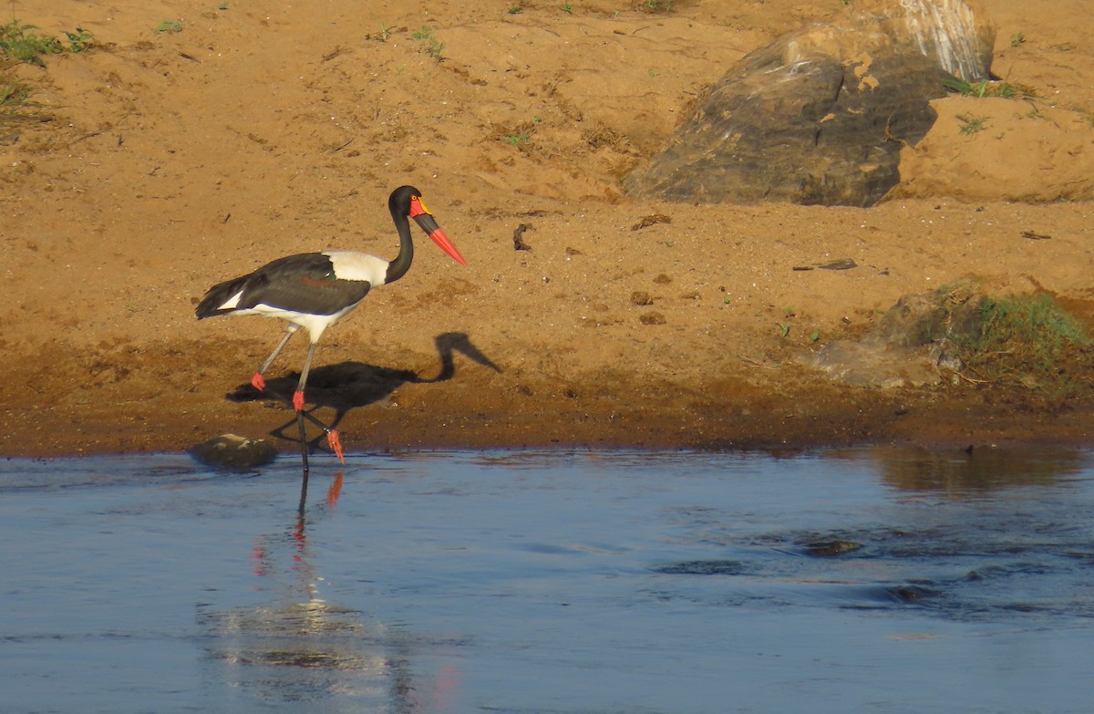 Saddle-billed Stork - ML619433464