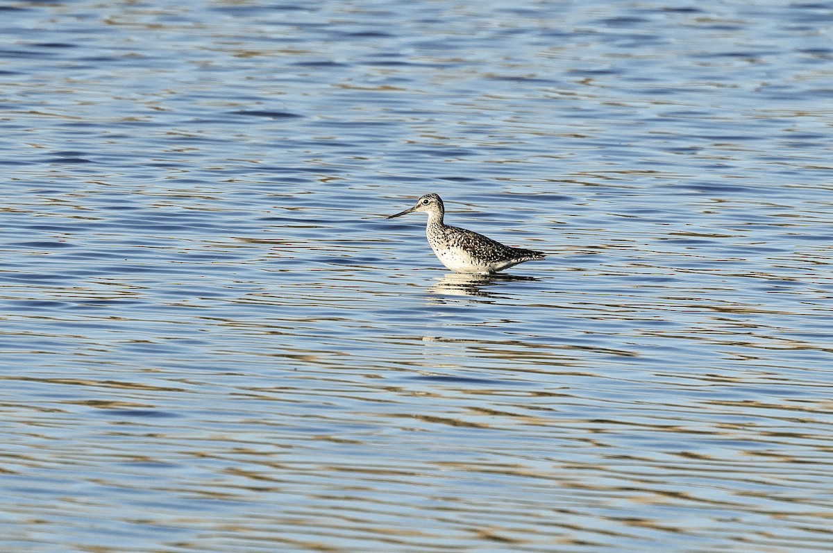 Greater Yellowlegs - Albert Linkowski