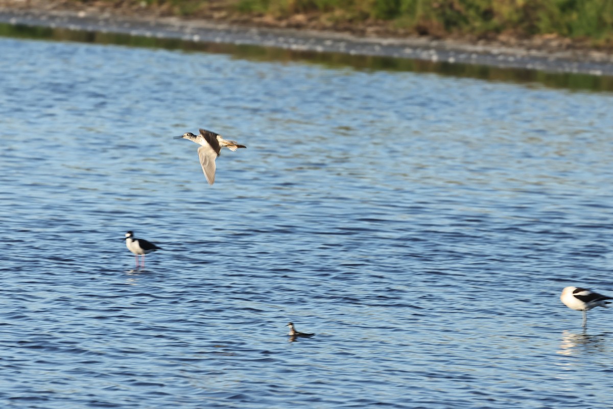 Greater Yellowlegs - Albert Linkowski