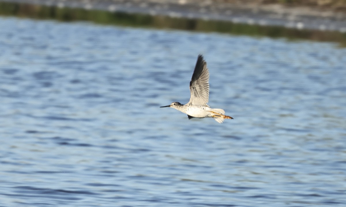 Greater Yellowlegs - Albert Linkowski