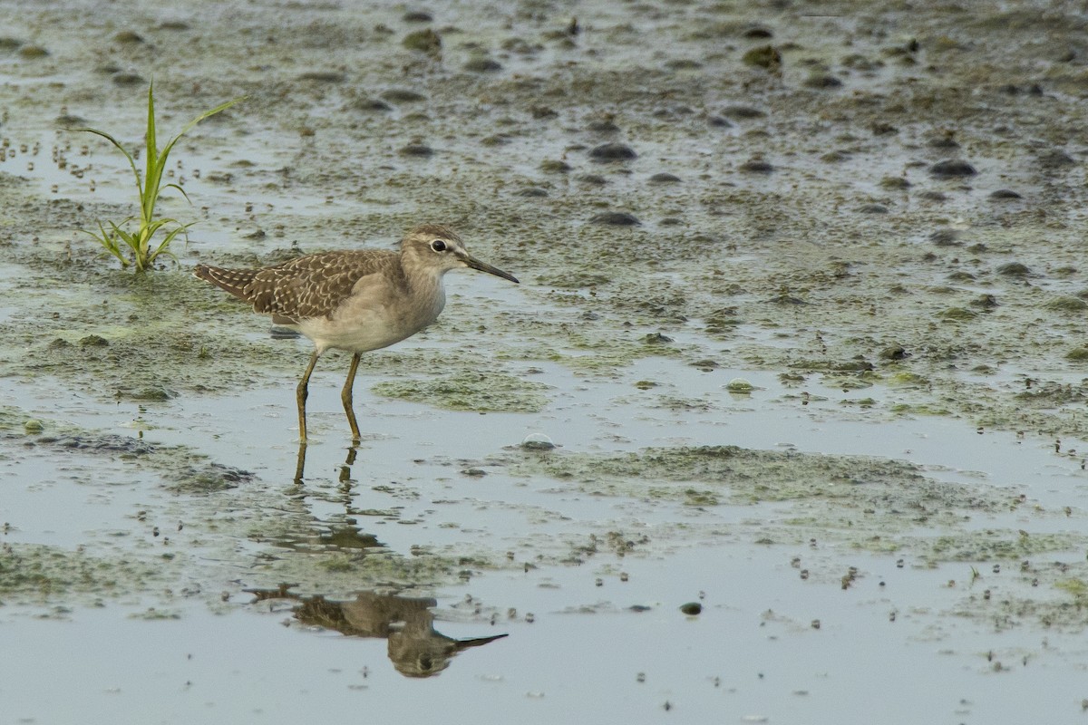 Wood Sandpiper - ML619433502