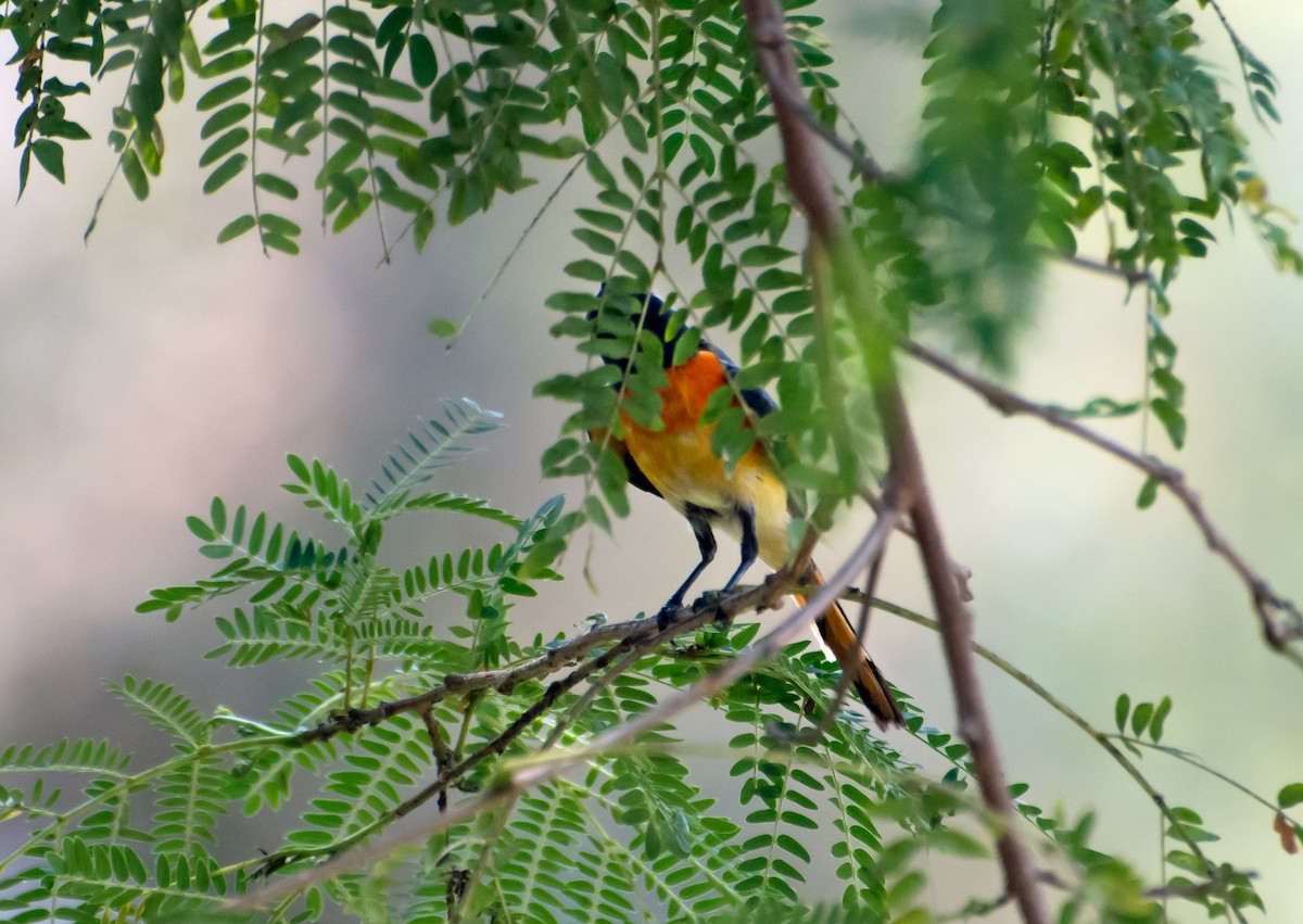 Small Minivet - chandana roy