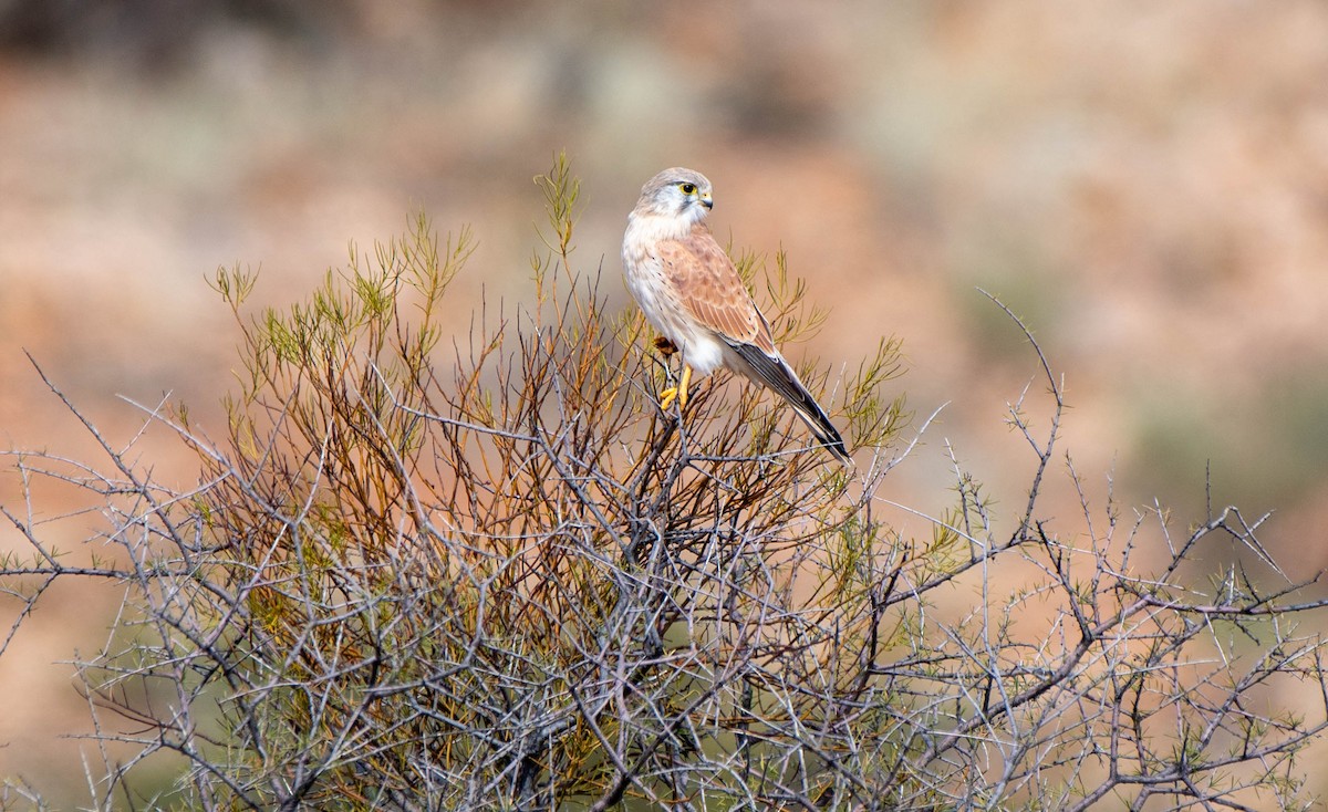 Nankeen Kestrel - Gordon Arthur