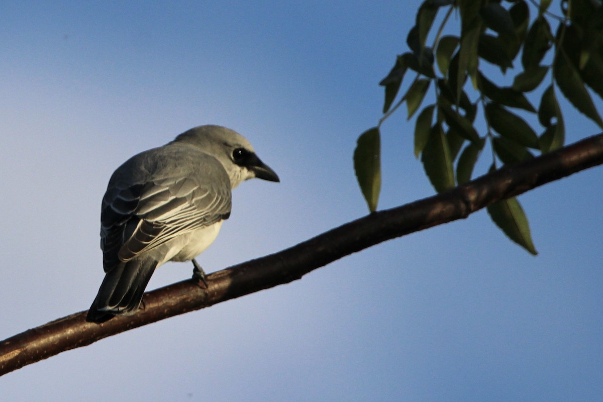 White-bellied Cuckooshrike - ML619433513