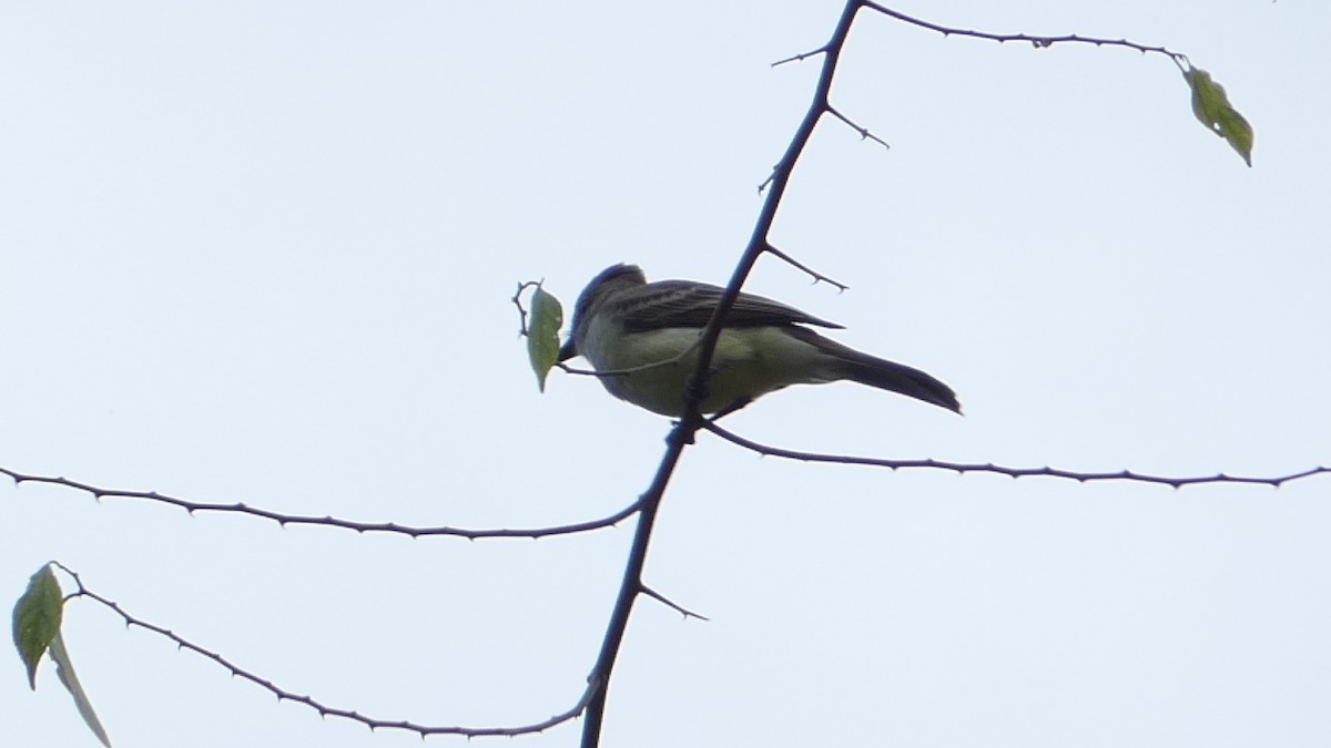 Brown-crested Flycatcher - Roberto  Garrigues