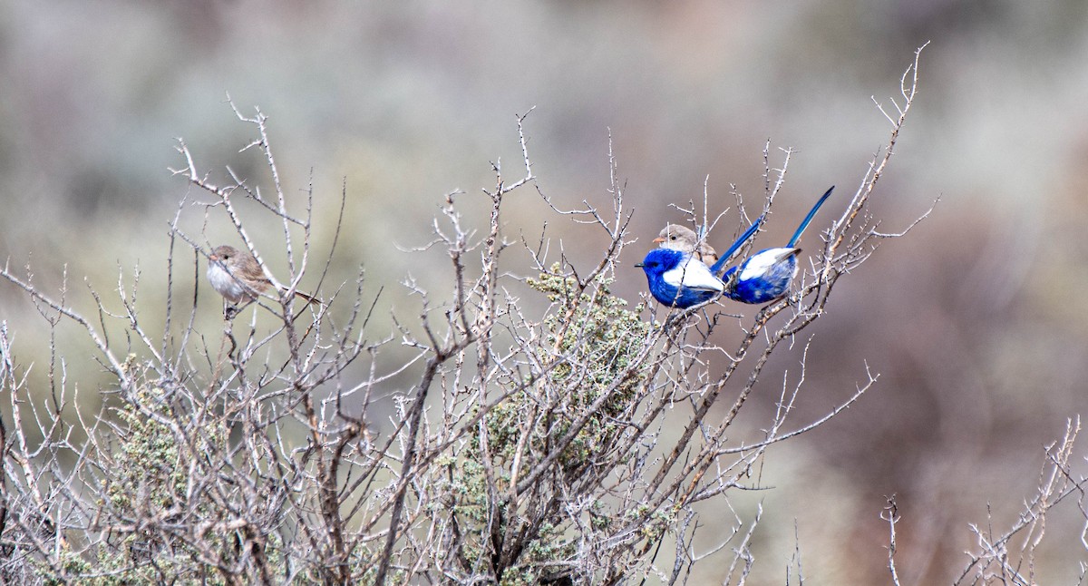 White-winged Fairywren - Gordon Arthur