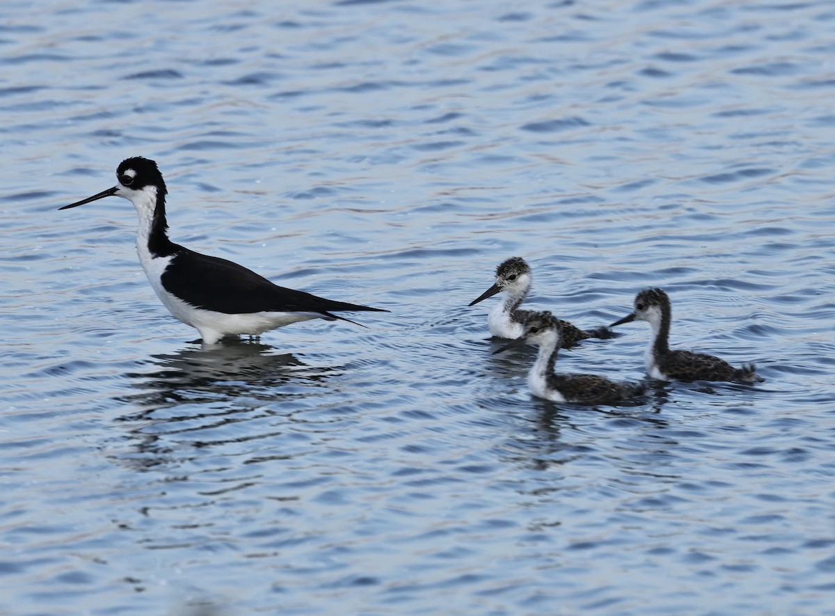 Black-necked Stilt - ML619433523