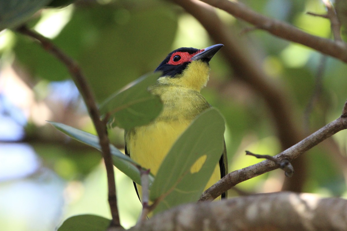 Australasian Figbird - Anna Siegel