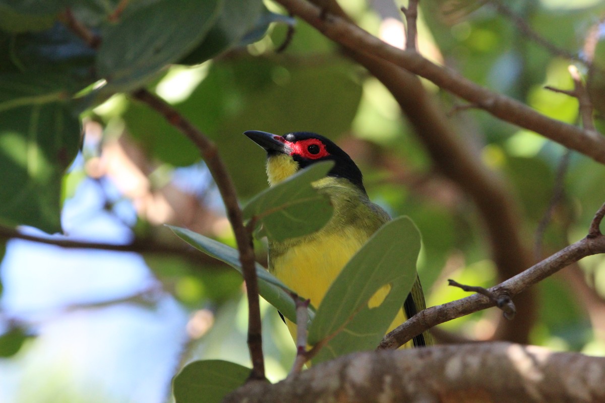 Australasian Figbird - ML619433530