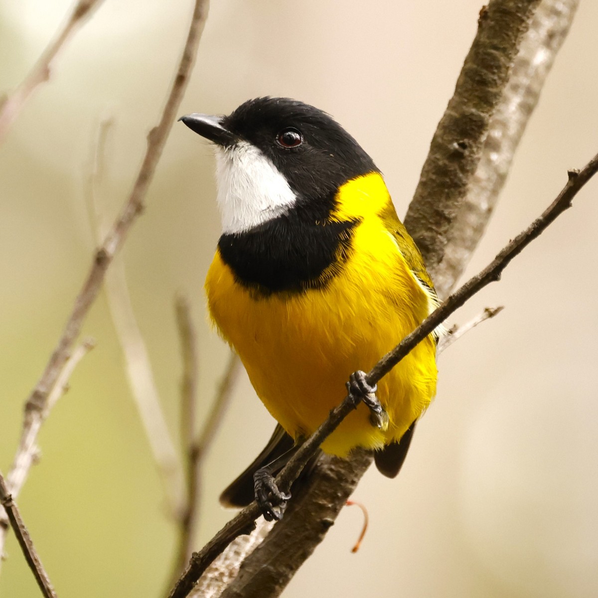 Golden Whistler - John Mills