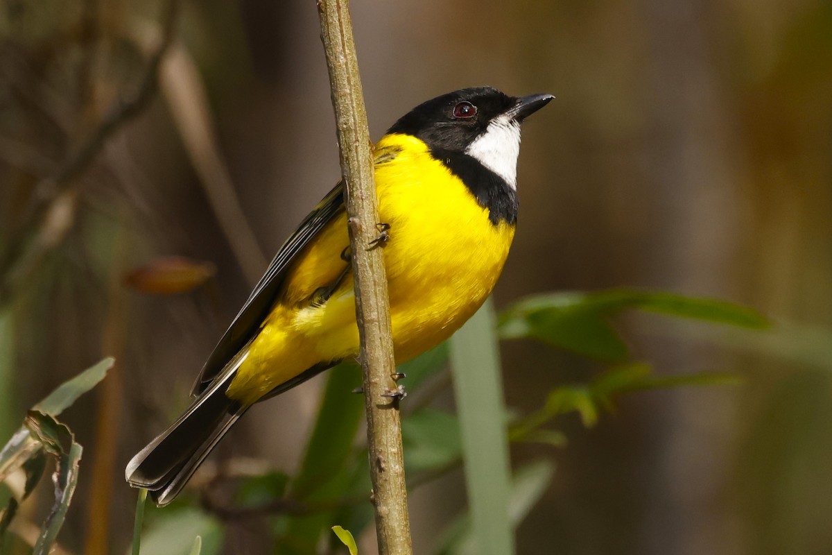 Golden Whistler - ML619433536