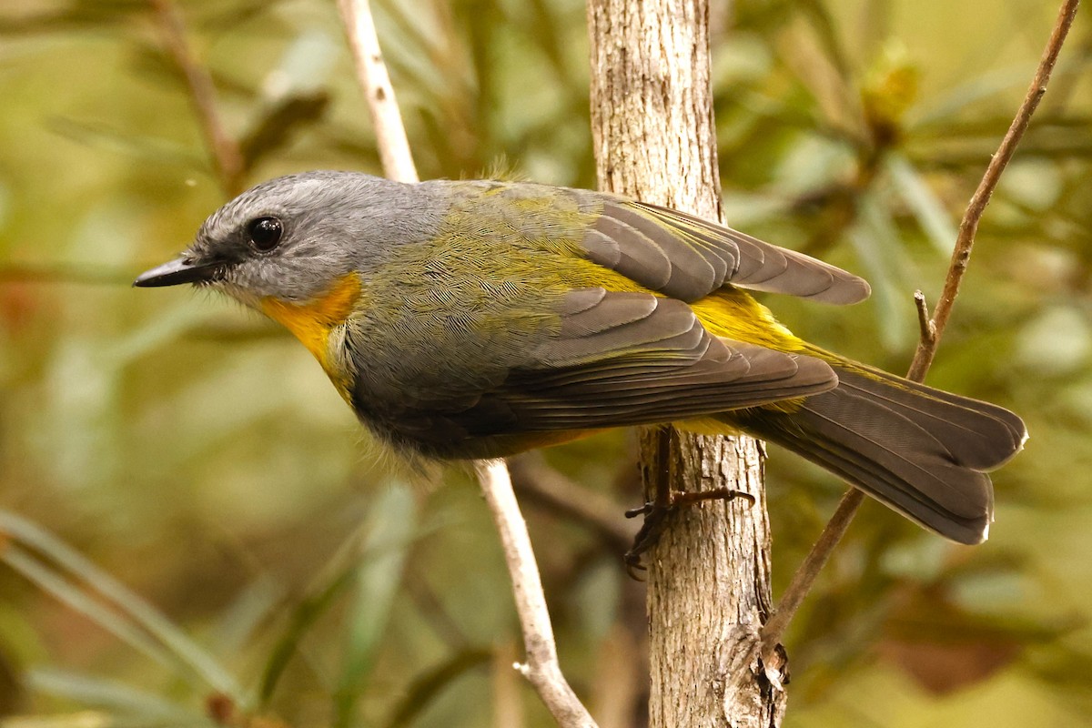 Eastern Yellow Robin - John Mills