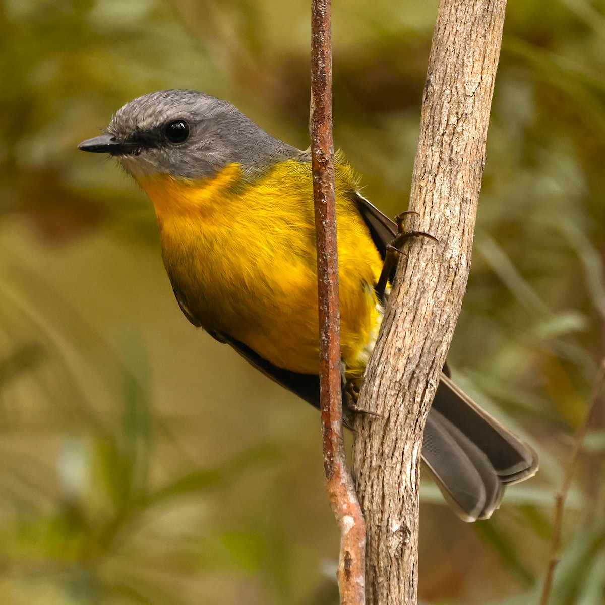 Eastern Yellow Robin - John Mills