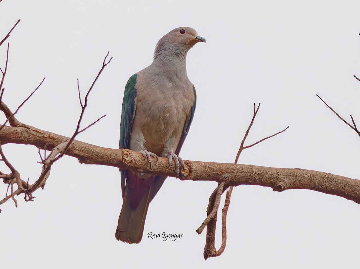 Green Imperial-Pigeon - Ravi Iyengar