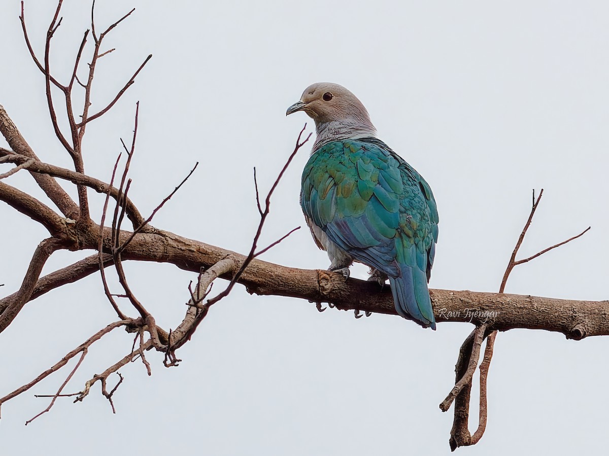 Green Imperial-Pigeon - Ravi Iyengar