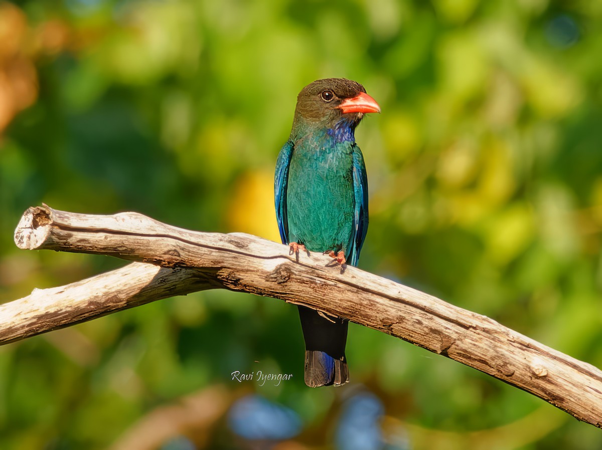 Dollarbird - Ravi Iyengar