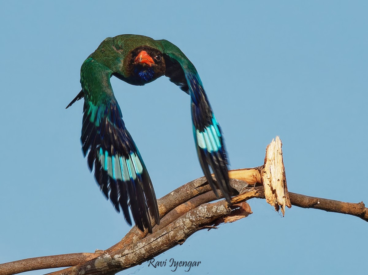 Dollarbird - Ravi Iyengar