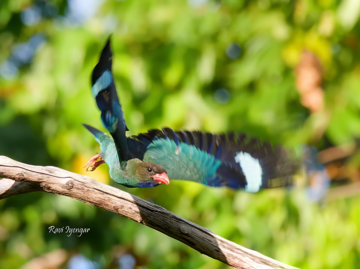 Dollarbird - Ravi Iyengar