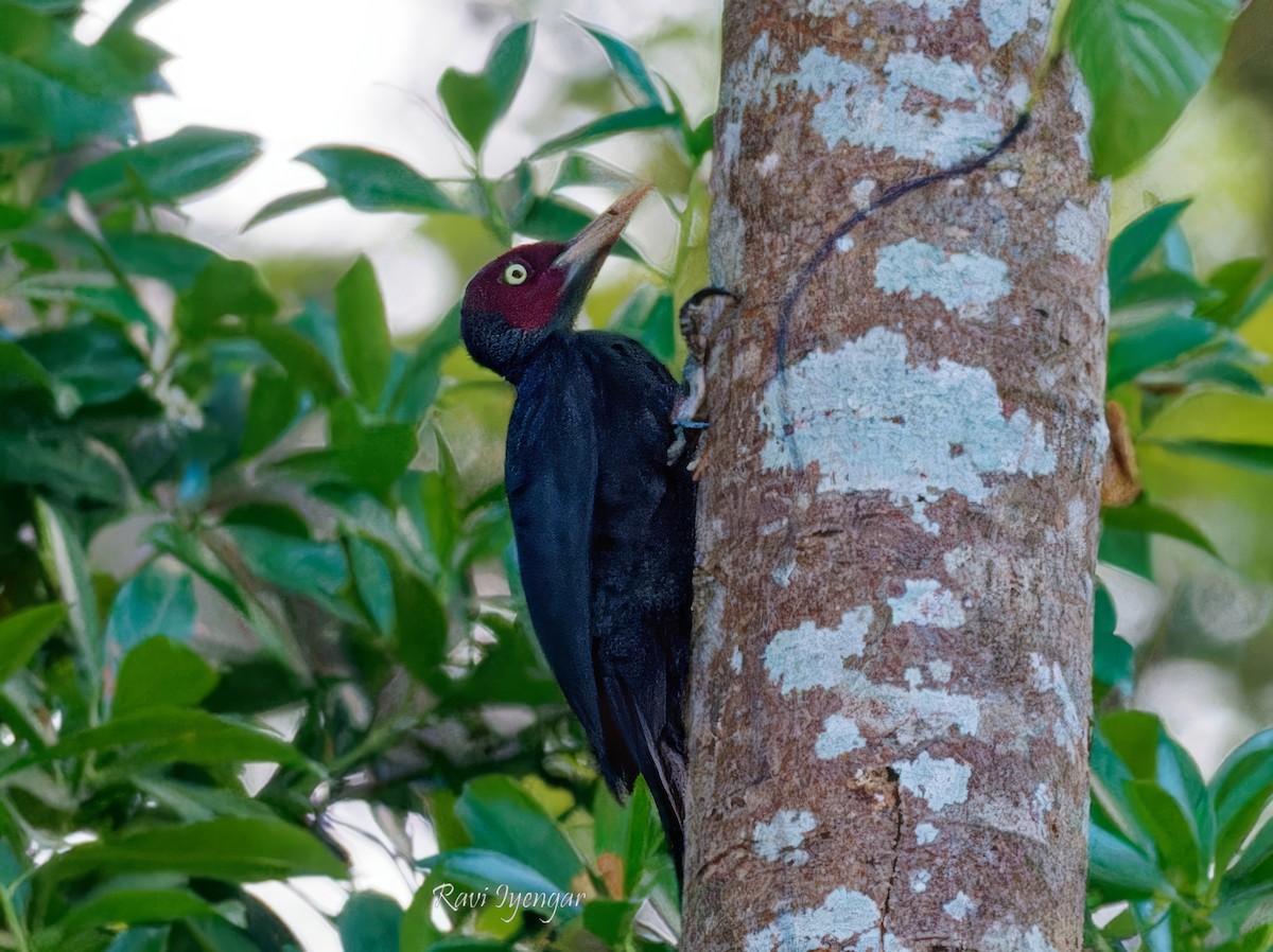 Northern Sooty-Woodpecker - Ravi Iyengar