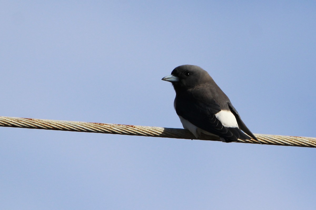 White-breasted Woodswallow - Anna Siegel