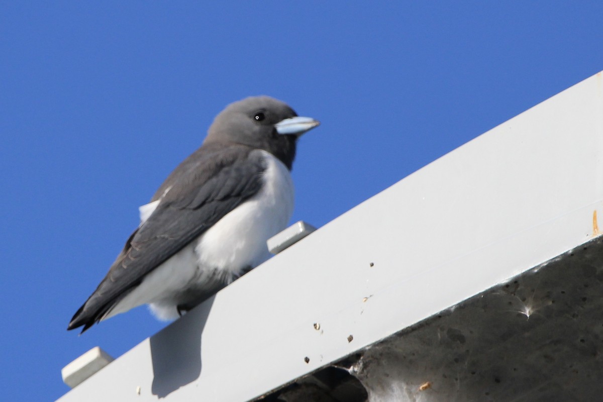 White-breasted Woodswallow - Anna Siegel