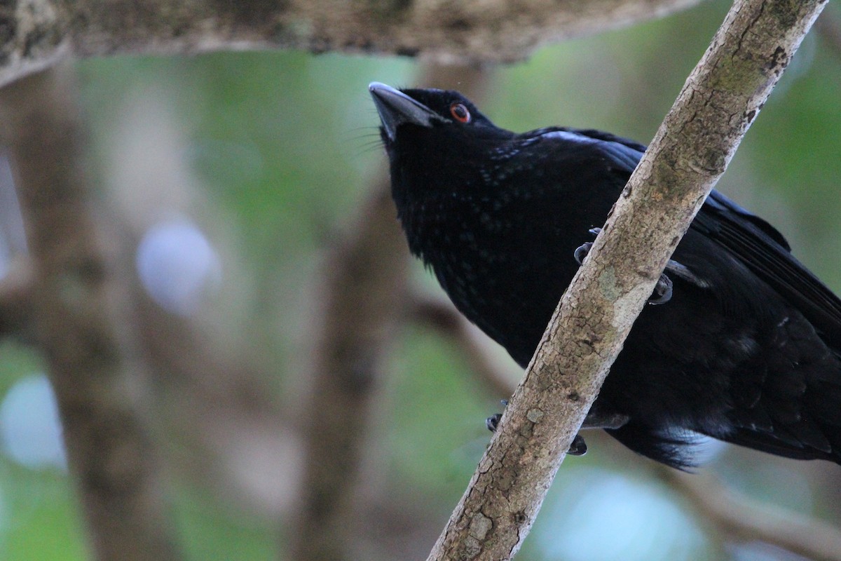 Spangled Drongo - Anna Siegel