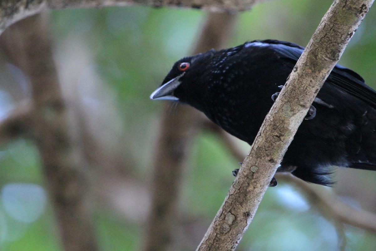 Spangled Drongo - Anna Siegel