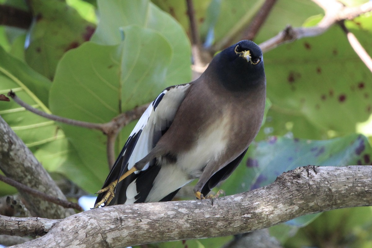 Common Myna - Anna Siegel