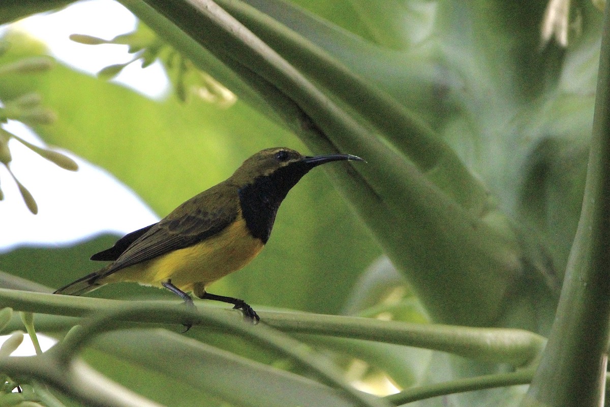 Sahul Sunbird - Anna Siegel