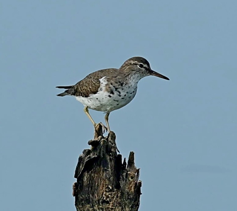 Spotted Sandpiper - Maciej  Kotlarski