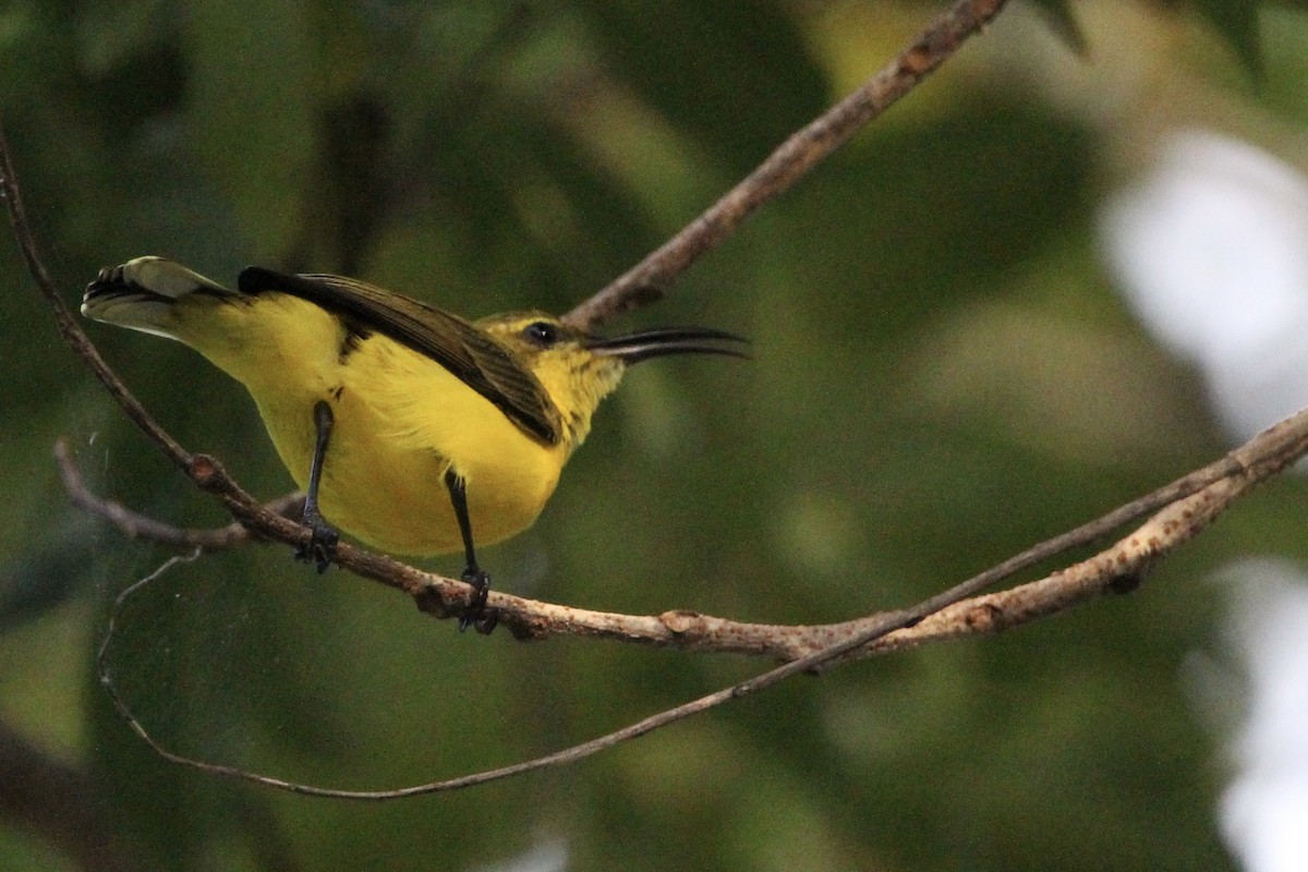 Sahul Sunbird - Anna Siegel