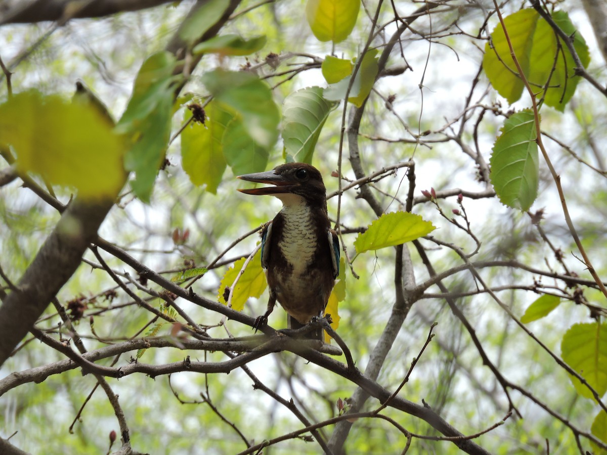 White-throated Kingfisher - Suzhal Arivom (Group Account)
