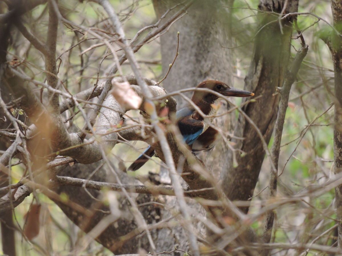 White-throated Kingfisher - Suzhal Arivom (Group Account)