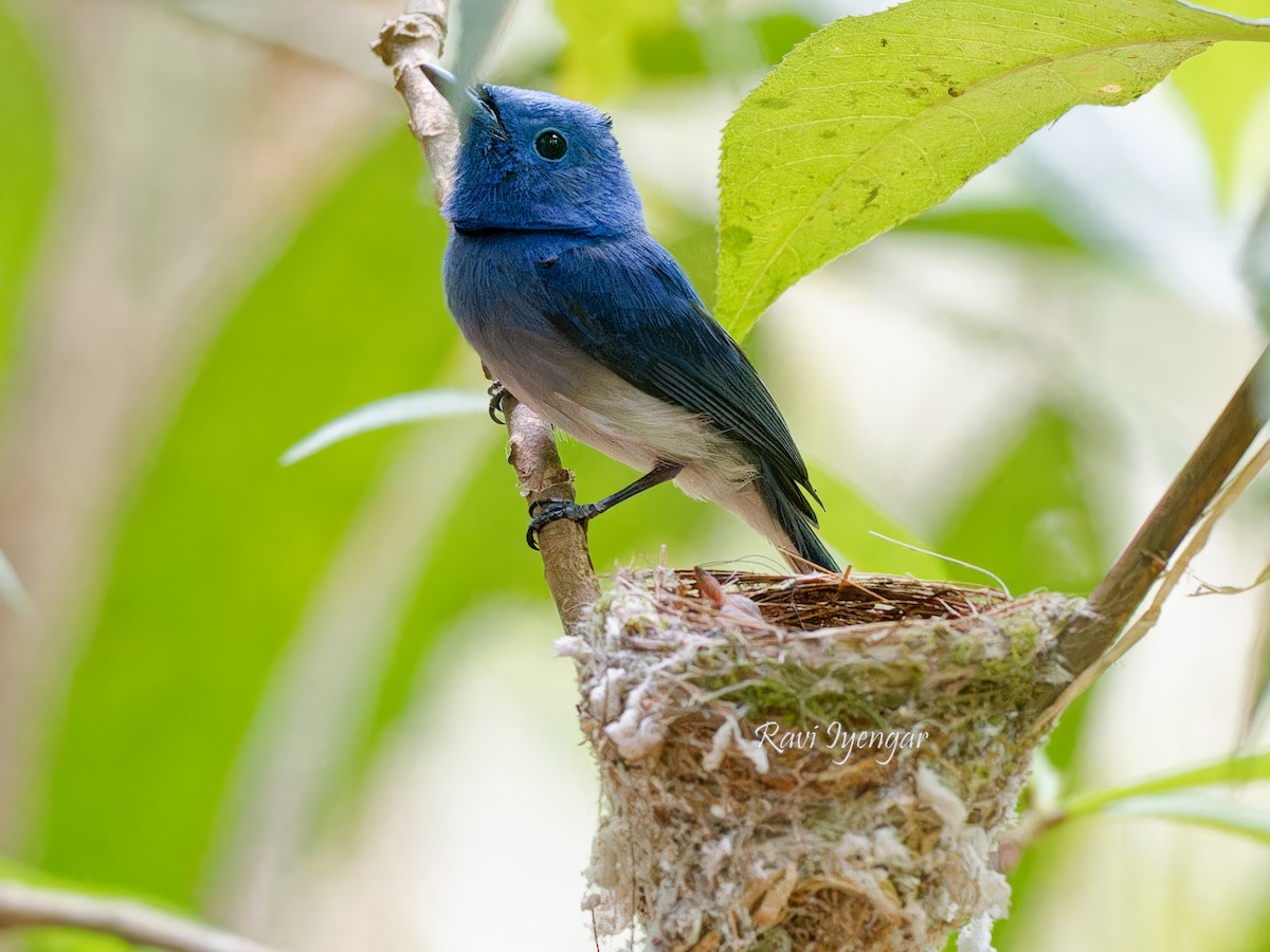 Black-naped Monarch - ML619433609