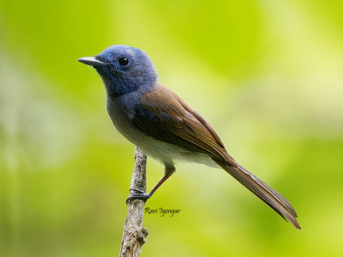 Black-naped Monarch - Ravi Iyengar