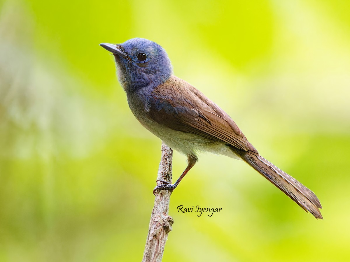 Black-naped Monarch - ML619433614