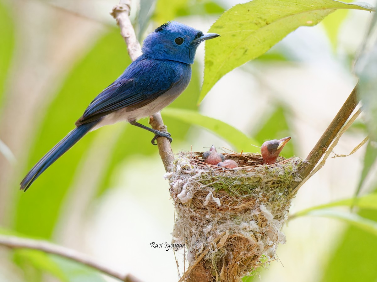 Black-naped Monarch - ML619433615